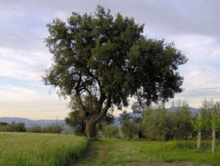 L'imponente quercia secolare nella vigna dell'Agriturismo Il Mandorlo - Cortona - Tuscany - Italy